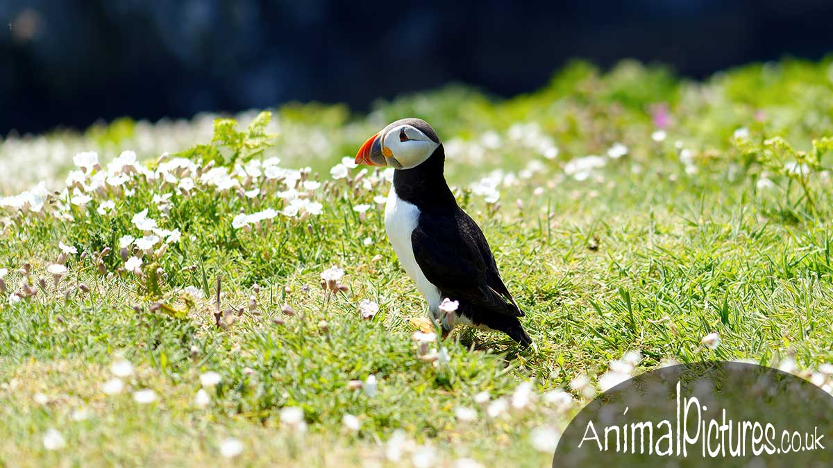 Puffin amidst a plethora of white sea campion