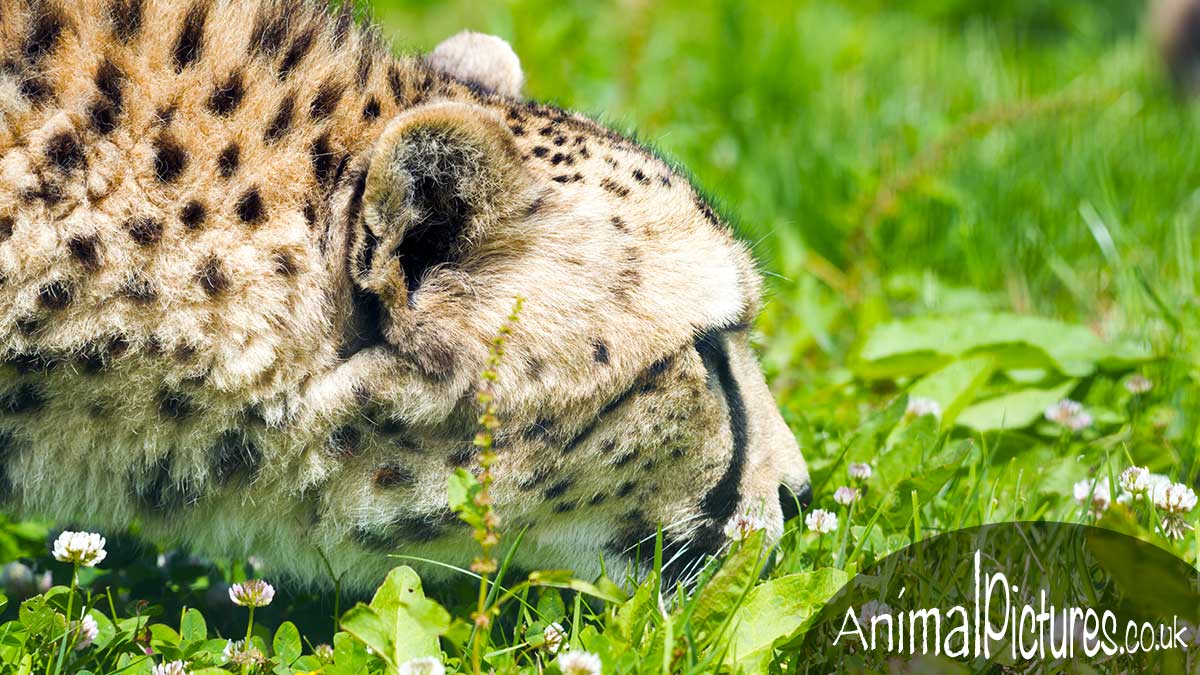 Cheetah crouching down and sampling scents