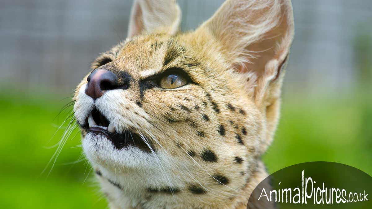 Serval gazing upwards with expectant eyes