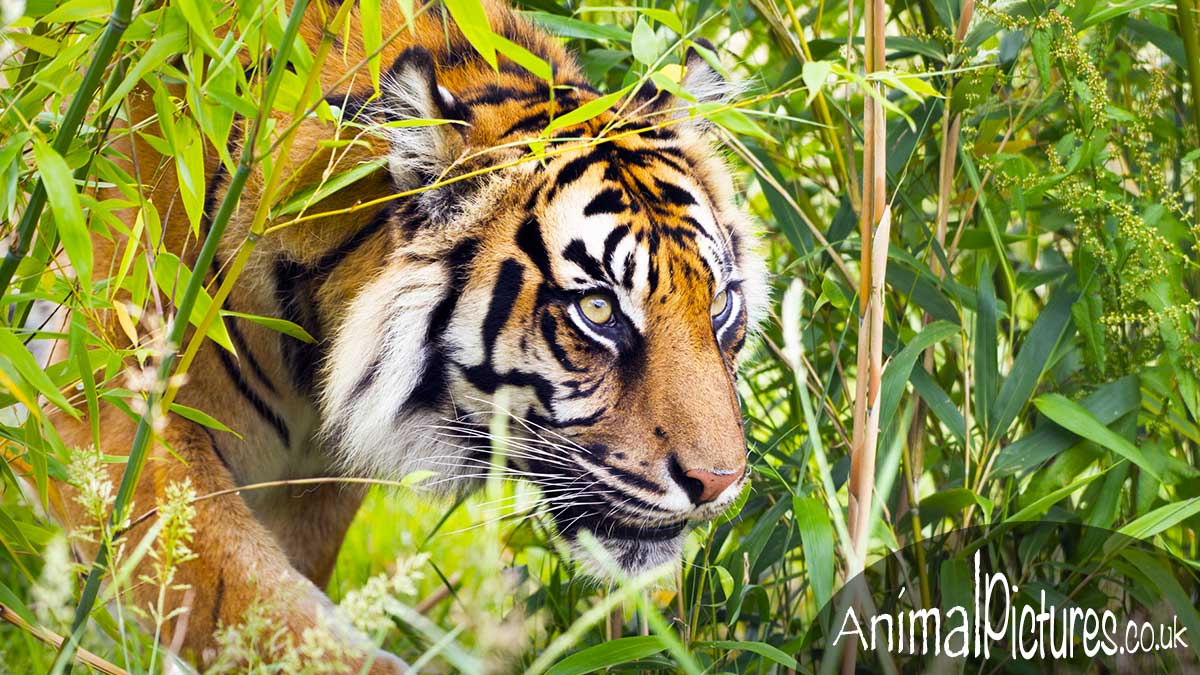 Sumatran tiger appearing through bamboo undergrowth