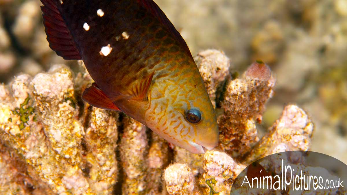 Daisy Parrotfish nibbling on corals