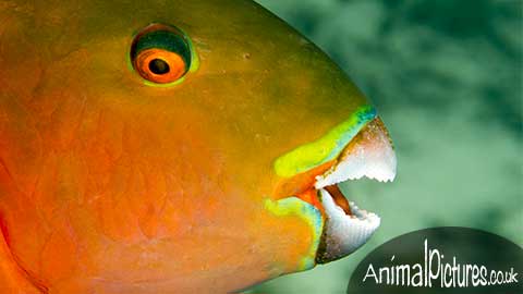 Picture of a parrotfish