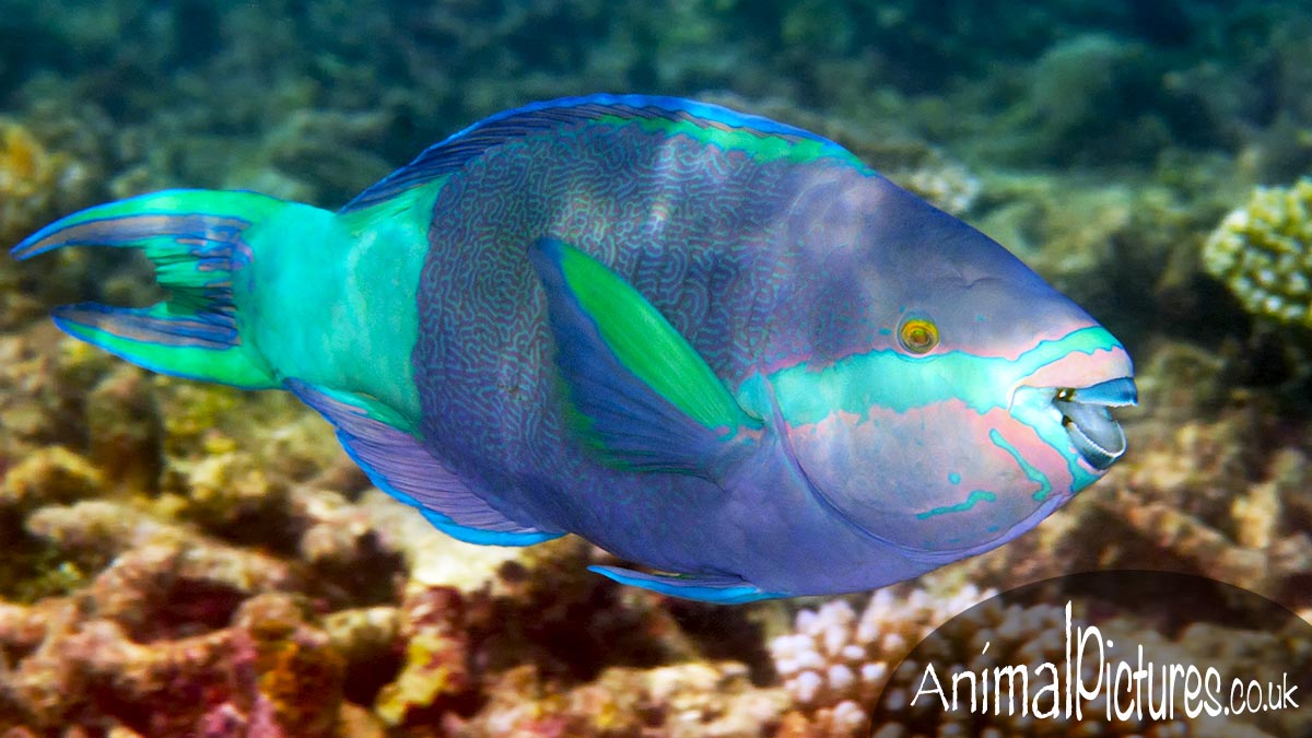 Vermiculate Parrotfish swimming over a coral reef