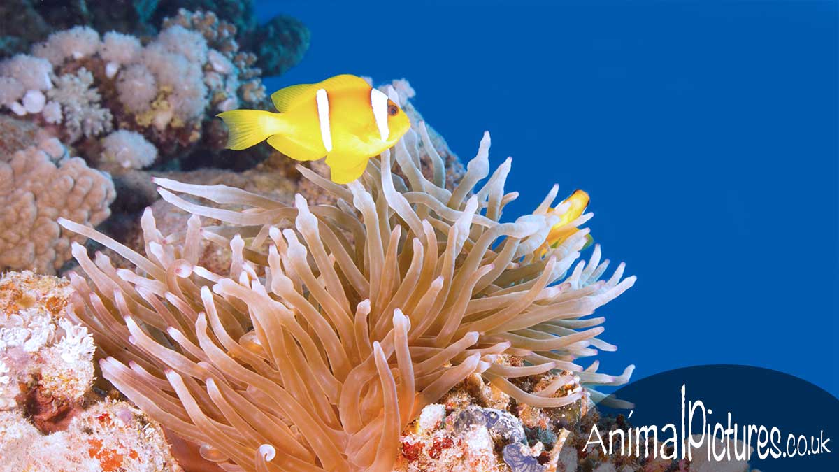 Clownfish standing guard over its anemone home