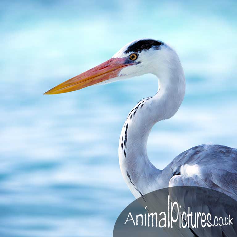 Heron in profile against an aquamarine sea