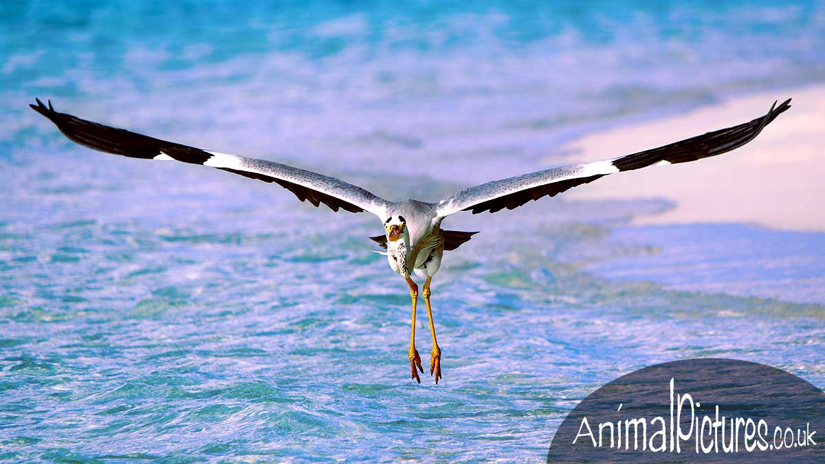 Visually captivating image of a heron landing in shallow waters by a beach