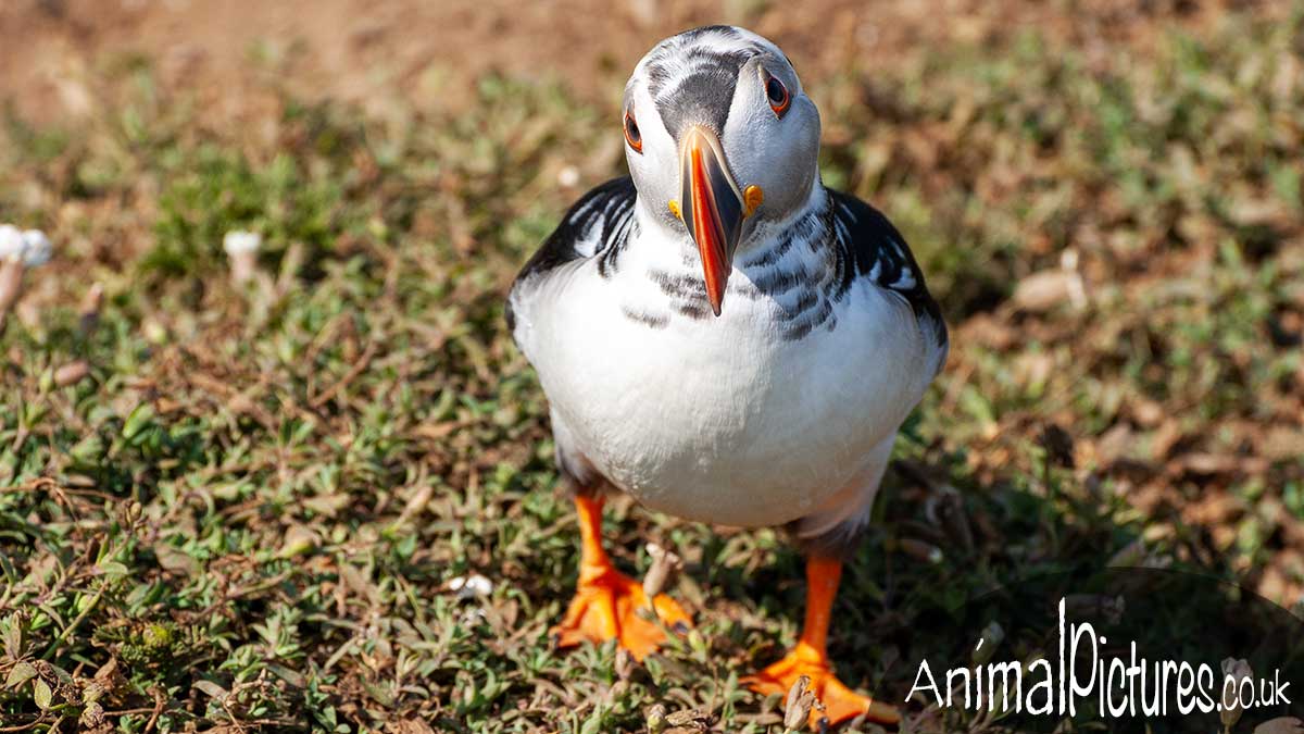 Adorable puffling displaying curiosity